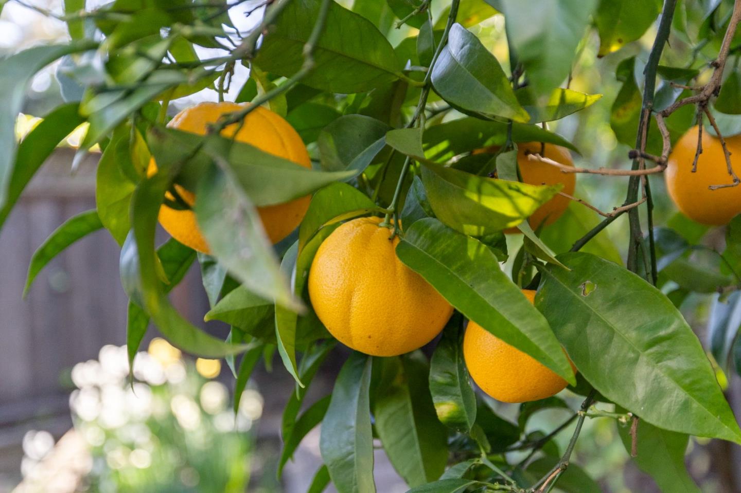 Detail Gallery Image 42 of 48 For 612 Hudson St, Redwood City,  CA 94061 - 4 Beds | 3 Baths