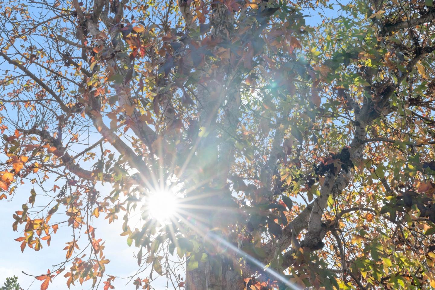 Detail Gallery Image 25 of 51 For 2258 Juan Pablo Ln, Santa Cruz,  CA 95062 - 2 Beds | 1/1 Baths