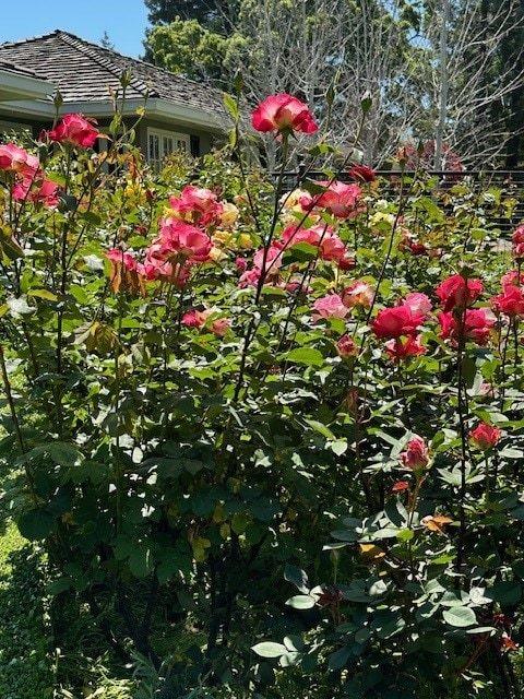 Detail Gallery Image 105 of 109 For 90 Melrose Pl, Redwood City,  CA 94062 - 4 Beds | 3/1 Baths