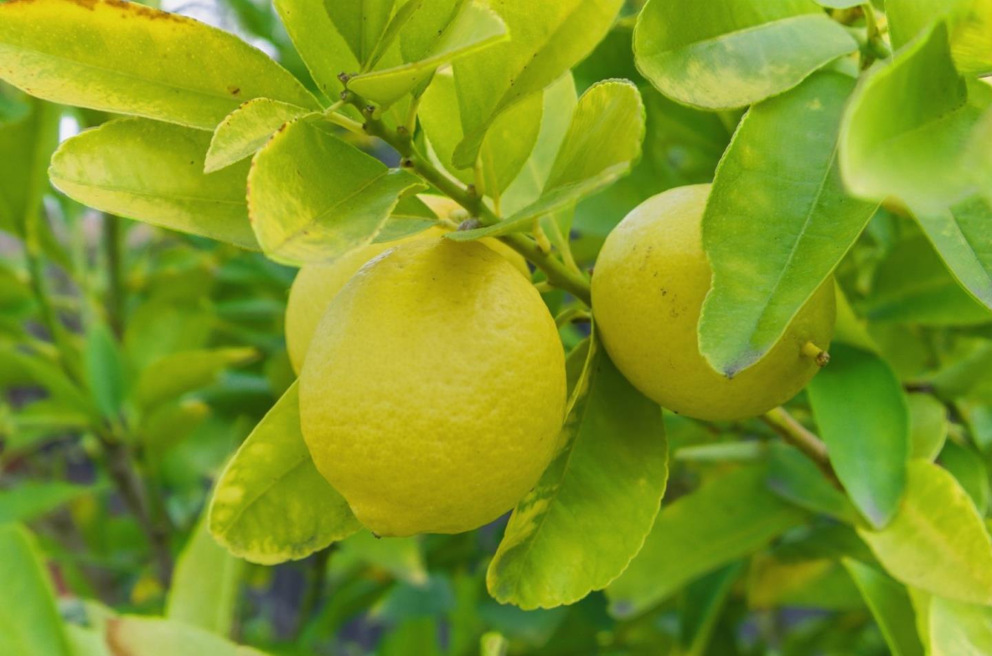 Detail Gallery Image 45 of 56 For 1120 17th Ave, Redwood City,  CA 94063 - 3 Beds | 2 Baths