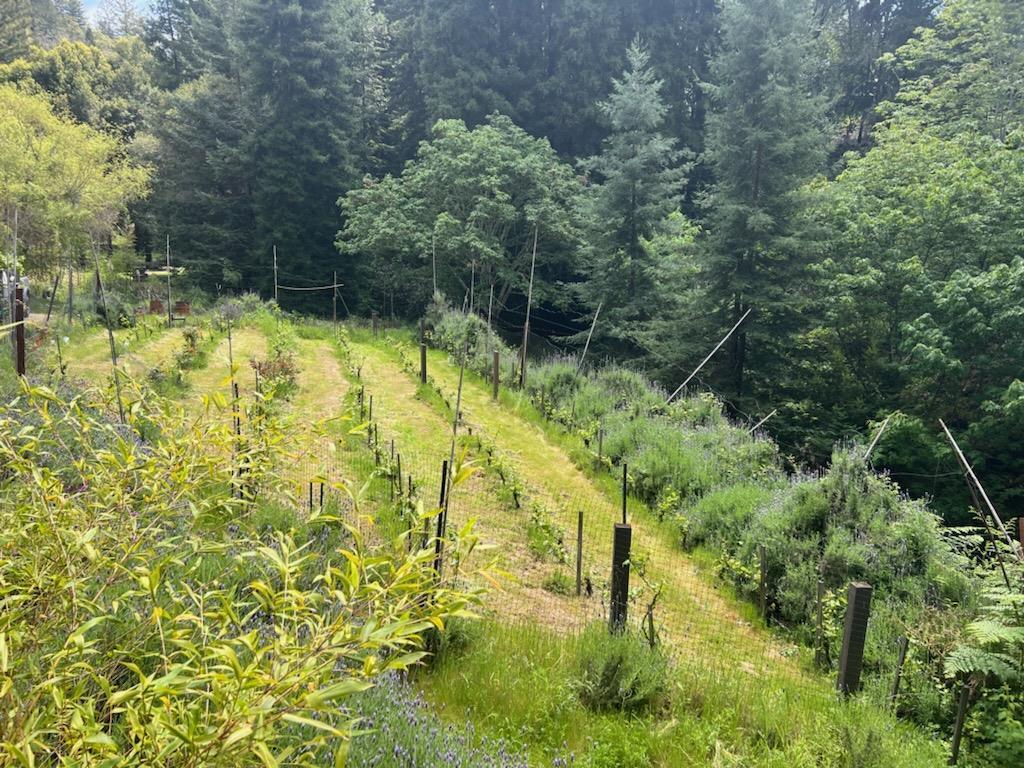 Detail Gallery Image 11 of 35 For 1385 Amaya Ridge Rd, Soquel,  CA 95073 - – Beds | – Baths