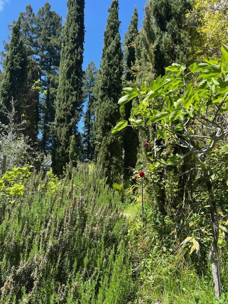 Detail Gallery Image 13 of 35 For 1385 Amaya Ridge Rd, Soquel,  CA 95073 - – Beds | – Baths