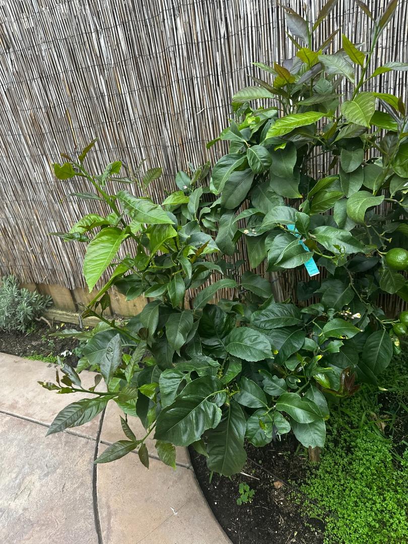 Detail Gallery Image 2 of 5 For 718 Roble St, Watsonville,  CA 95076 - 4 Beds | 3 Baths