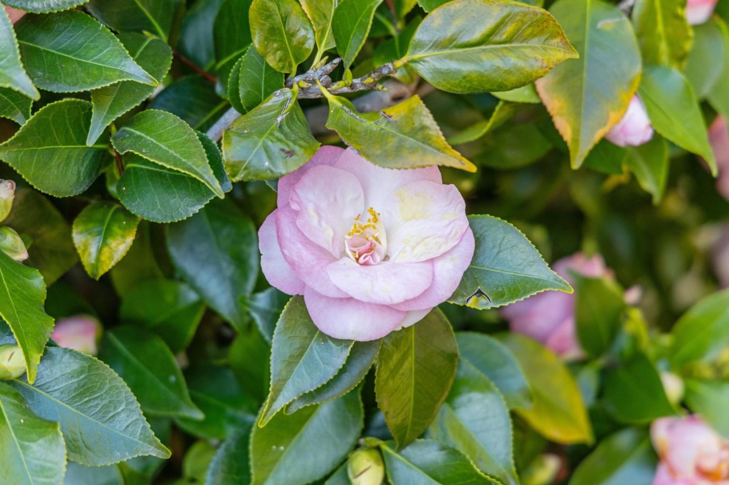 Detail Gallery Image 30 of 40 For 1435 47th Ave, Capitola,  CA 95010 - 3 Beds | 2 Baths