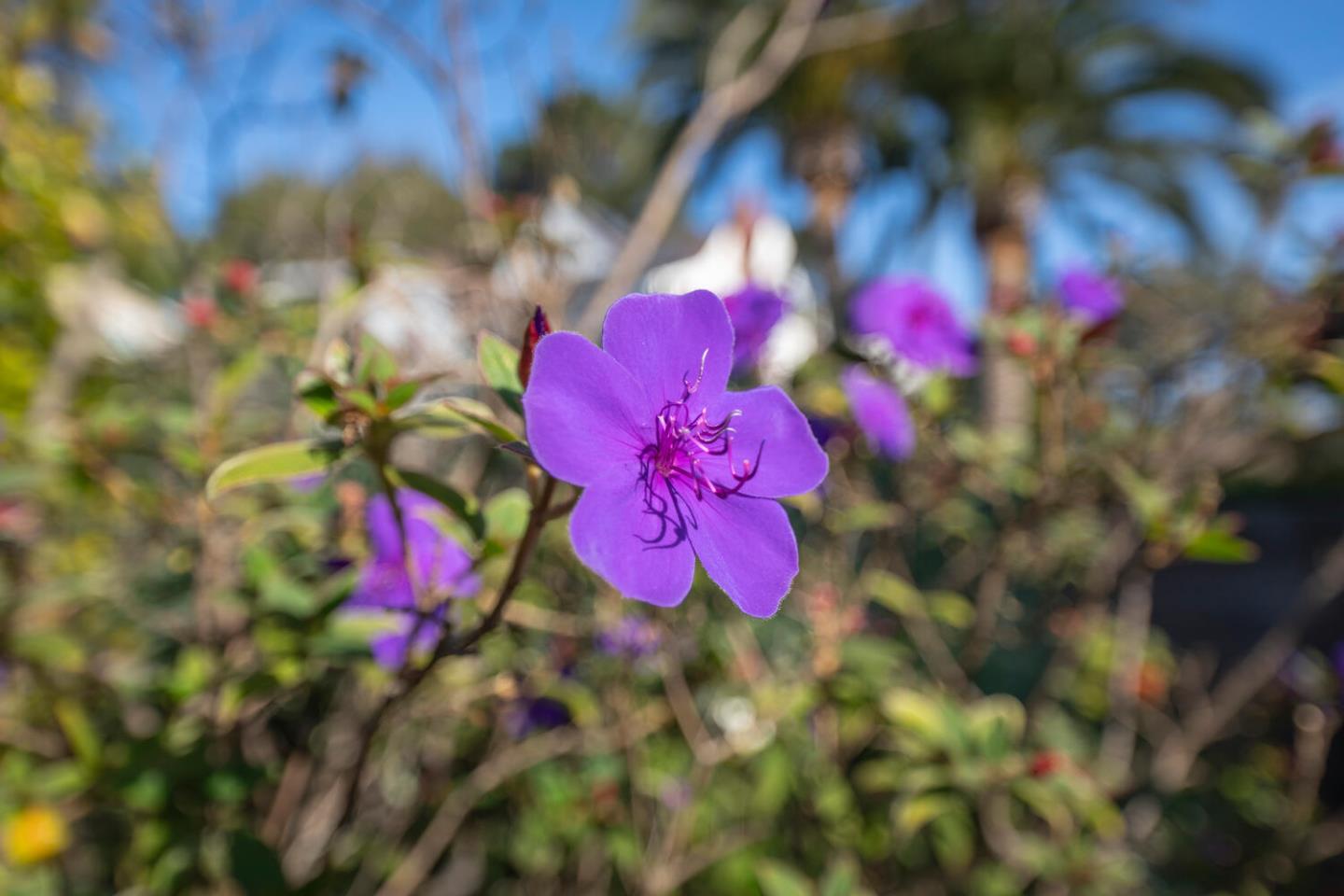Detail Gallery Image 41 of 46 For 103 Northam Ave, San Carlos,  CA 94070 - 4 Beds | 4 Baths