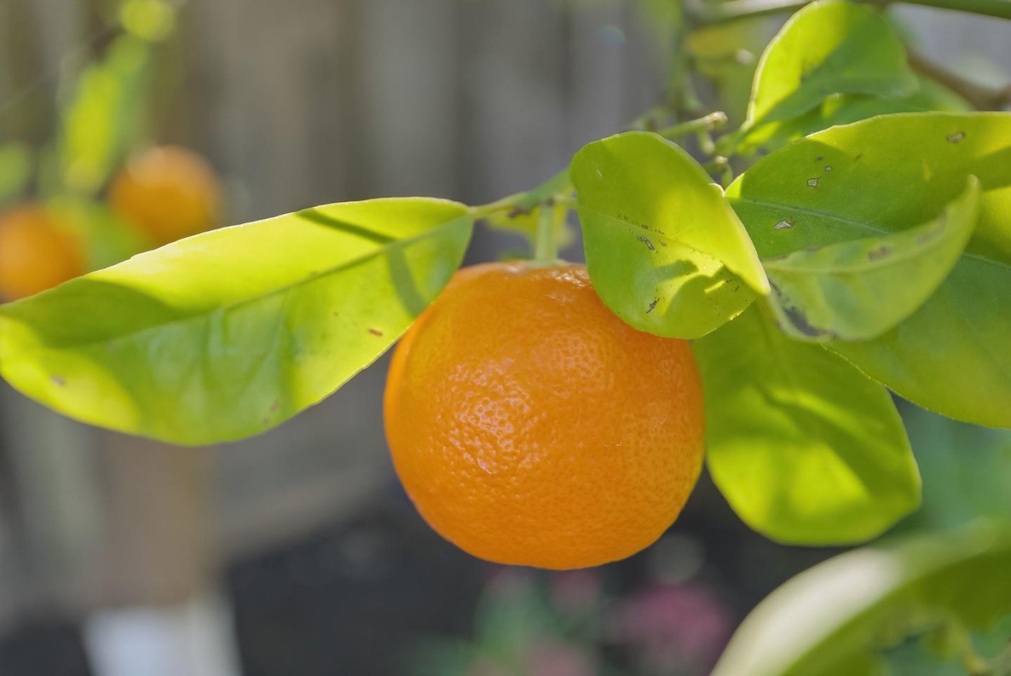 Detail Gallery Image 33 of 46 For 4754 Bannock Cir, San Jose,  CA 95130 - 3 Beds | 2 Baths