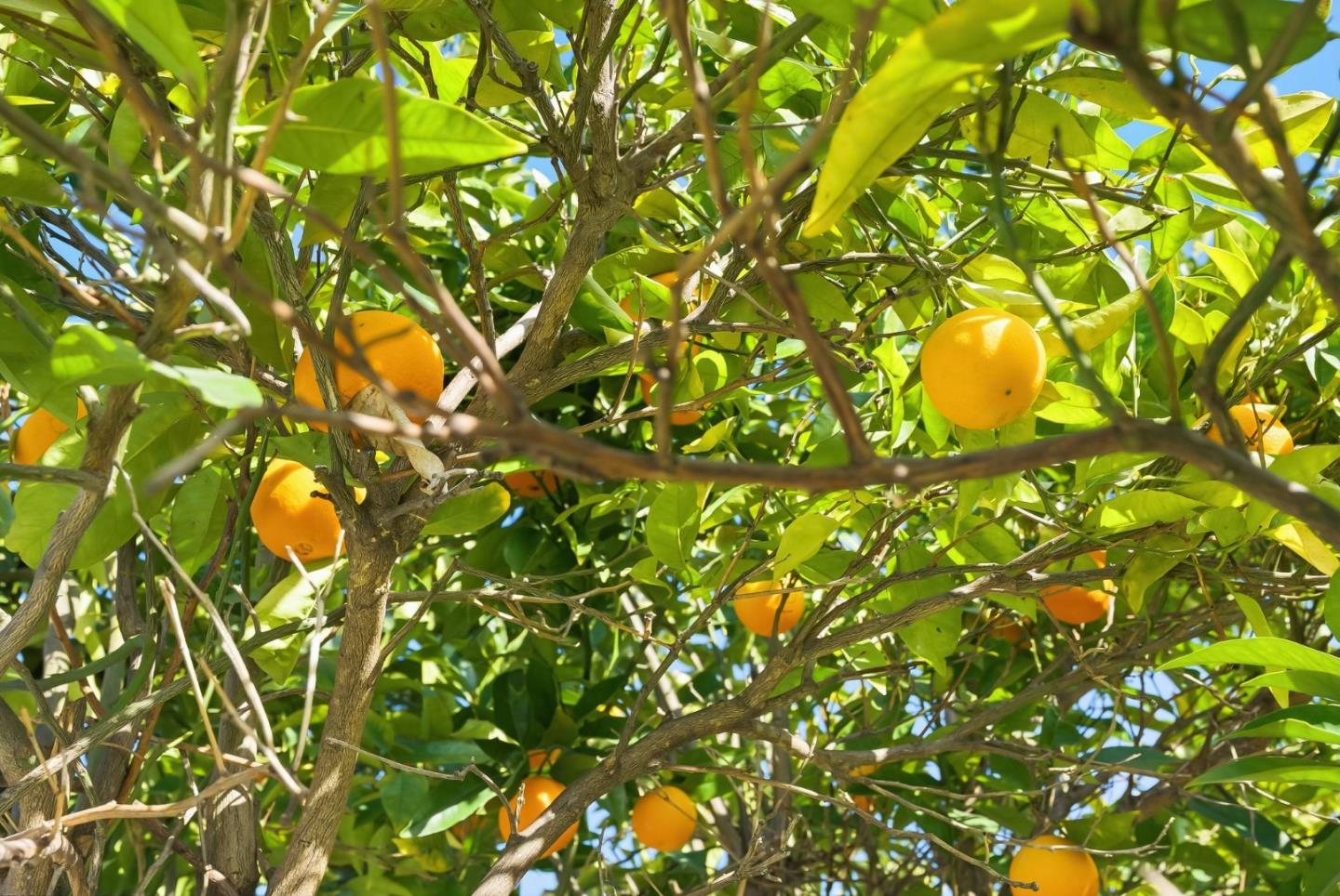 Detail Gallery Image 34 of 46 For 4754 Bannock Cir, San Jose,  CA 95130 - 3 Beds | 2 Baths