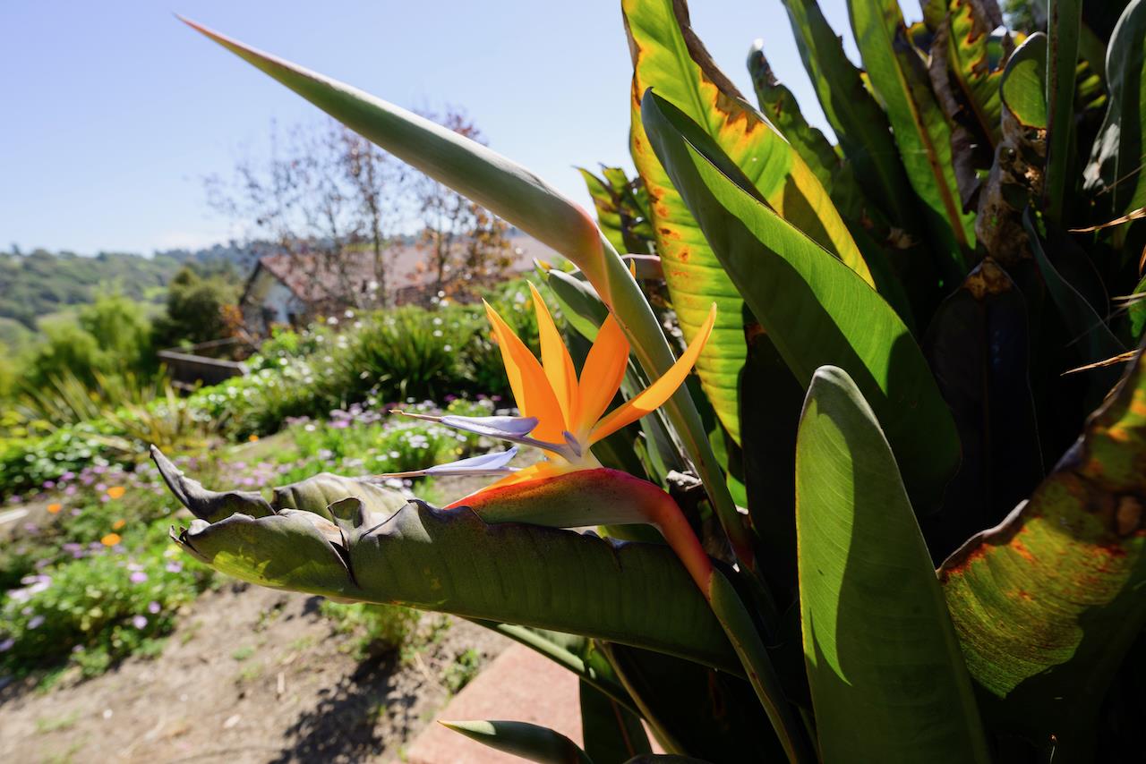 Detail Gallery Image 172 of 192 For 260 Rancho Soquel Rd, Soquel,  CA 95073 - 5 Beds | 5 Baths