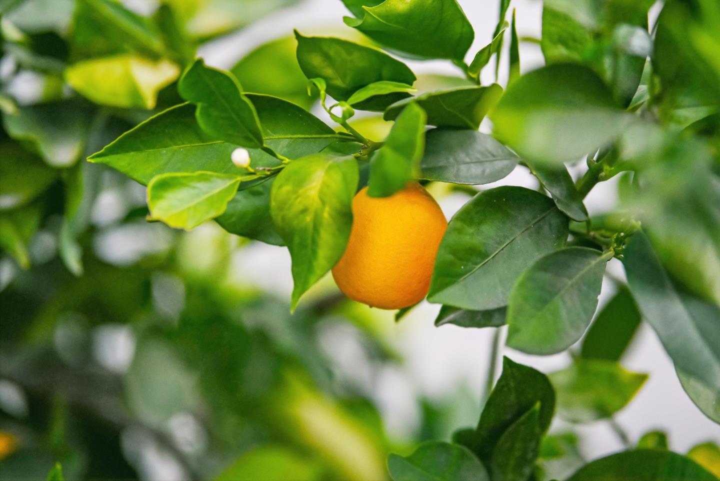 Detail Gallery Image 52 of 56 For 263 Vineyard Dr, San Jose,  CA 95119 - 5 Beds | 3 Baths