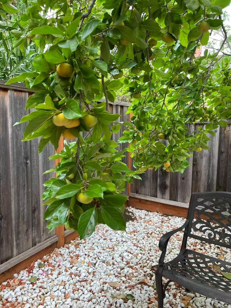 Detail Gallery Image 71 of 74 For 1674 S Stelling Rd, Cupertino,  CA 95014 - 3 Beds | 3 Baths