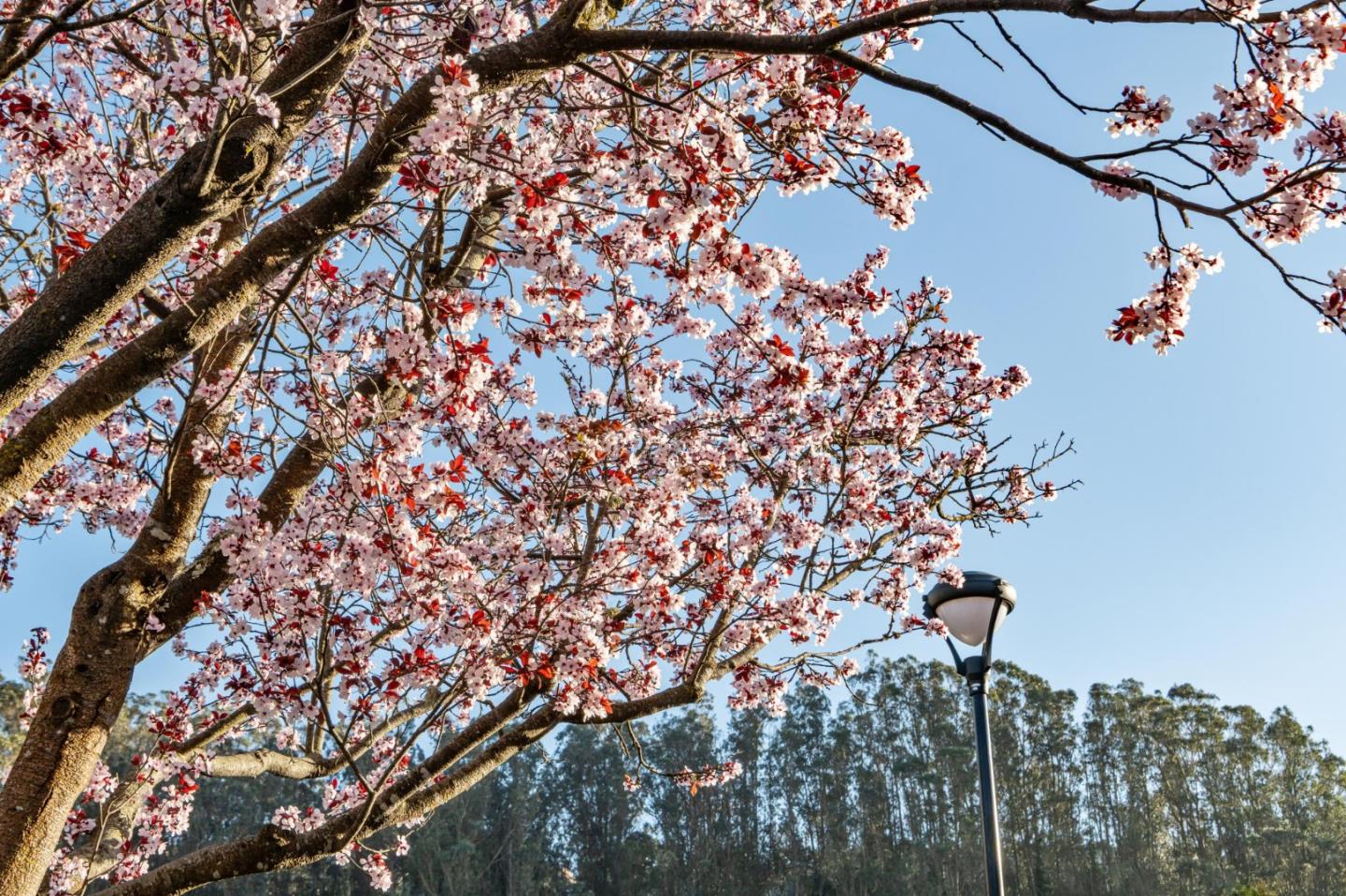 Detail Gallery Image 5 of 37 For 1014 San Gabriel Cir #513,  Daly City,  CA 94014 - 2 Beds | 2 Baths