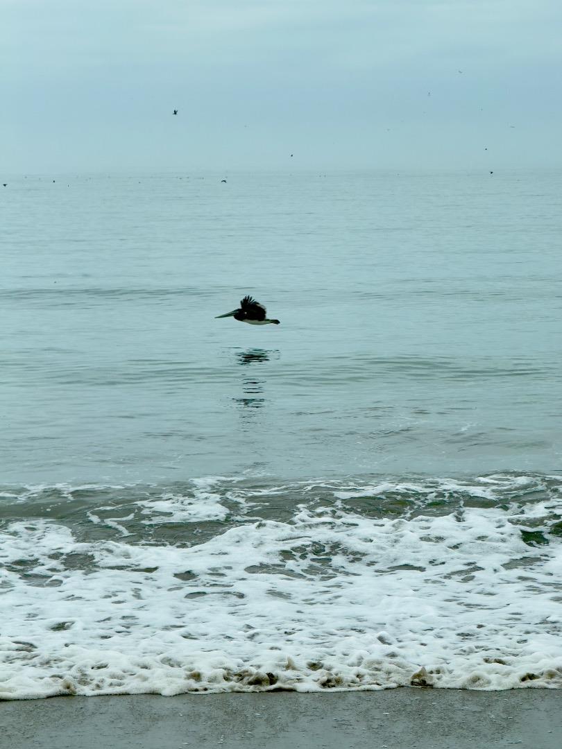 Detail Gallery Image 33 of 37 For 423 Hillcrest Dr, Aptos,  CA 95003 - 3 Beds | 2 Baths