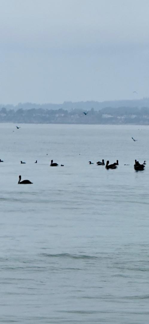 Detail Gallery Image 34 of 37 For 423 Hillcrest Dr, Aptos,  CA 95003 - 3 Beds | 2 Baths