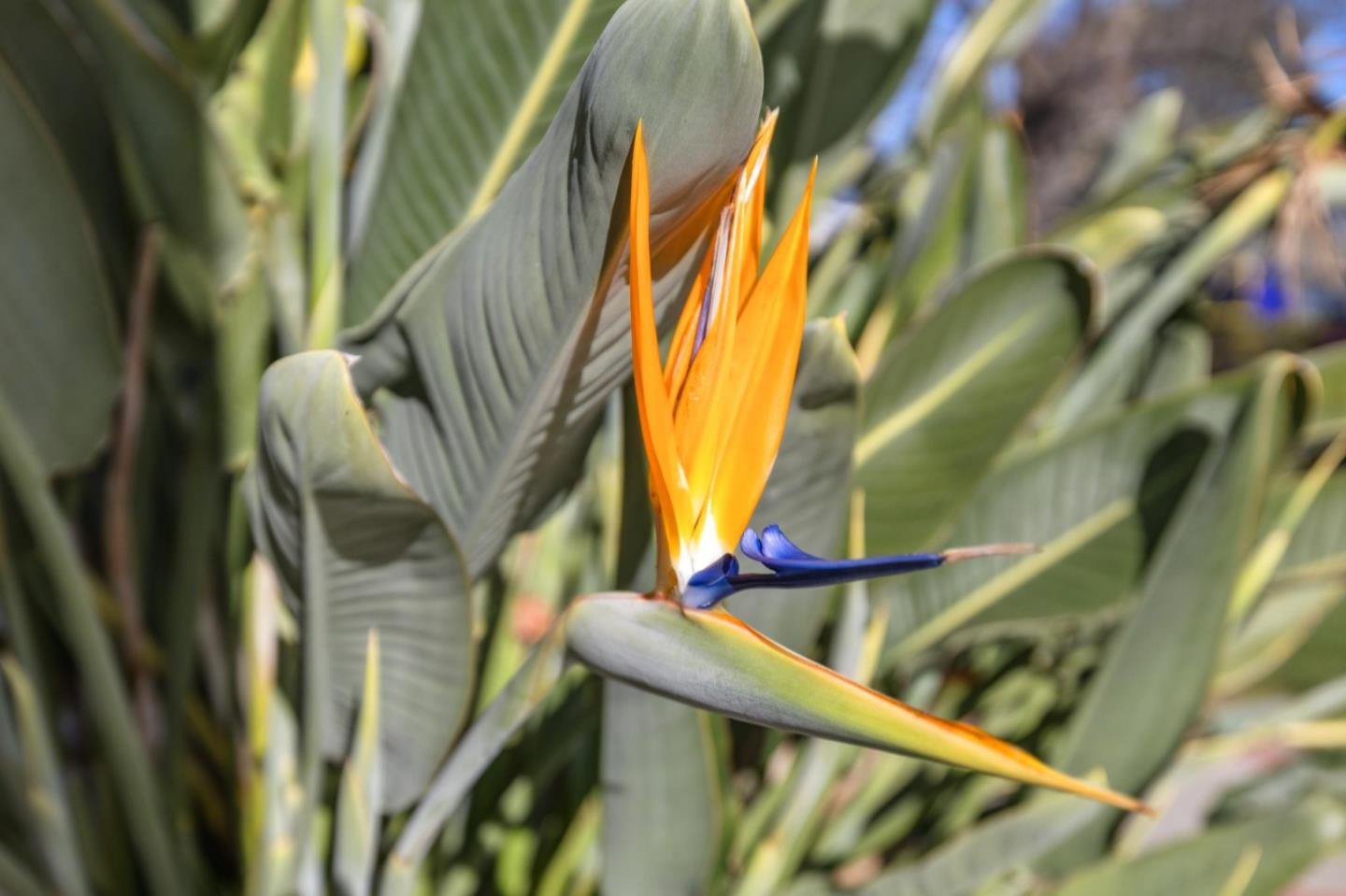 Detail Gallery Image 31 of 37 For 308 Hedge Rd, Menlo Park,  CA 94025 - 3 Beds | 2 Baths