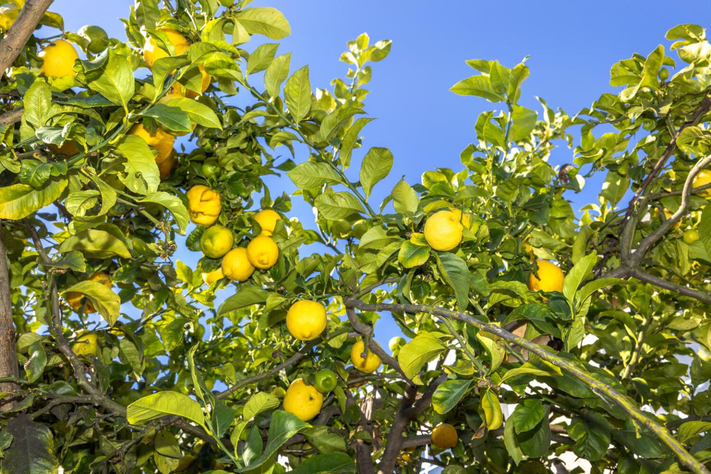 Detail Gallery Image 42 of 43 For 24 Tomaso Ct, San Francisco,  CA 94134 - 4 Beds | 2 Baths