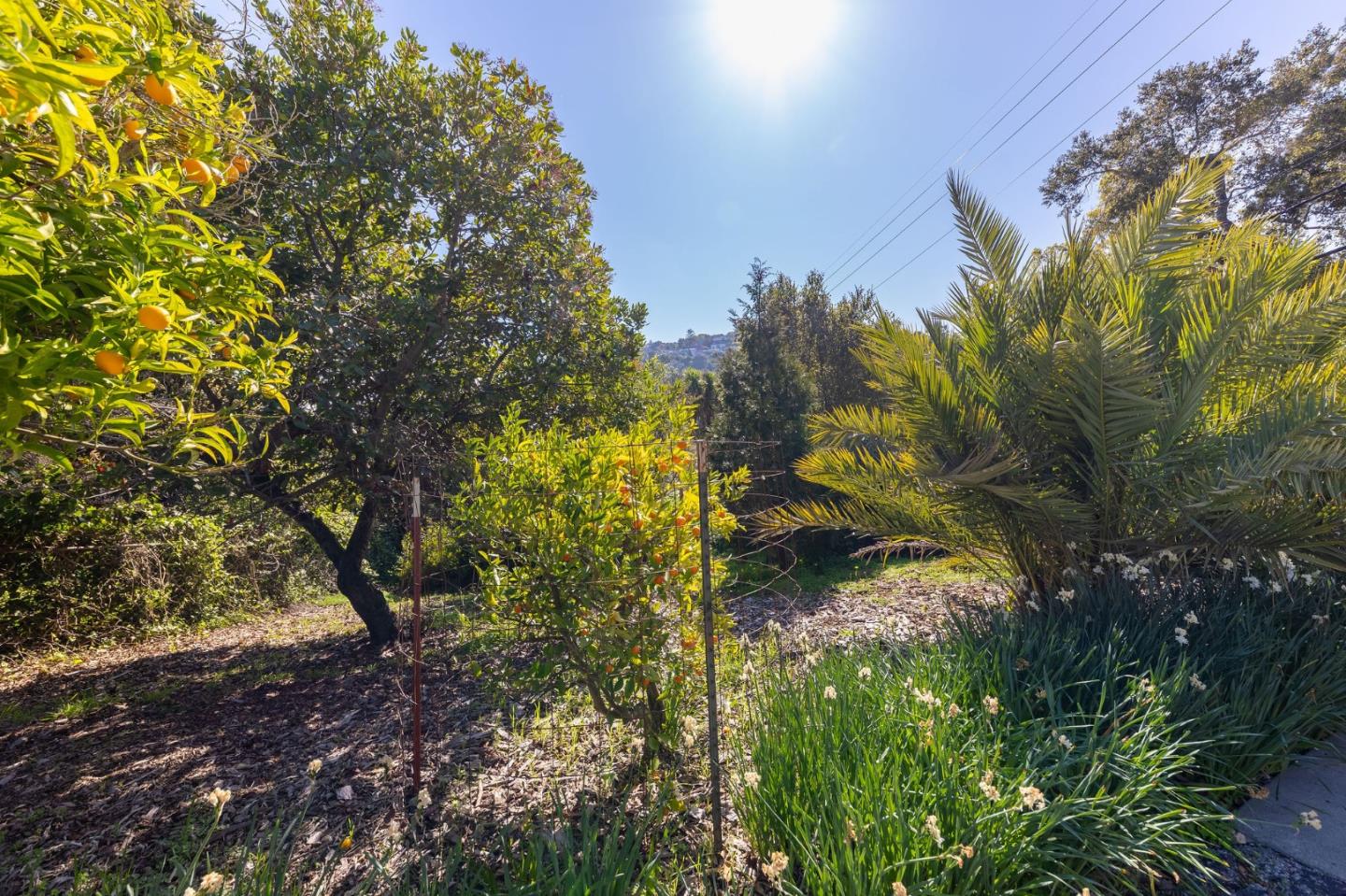 Detail Gallery Image 4 of 84 For 917 Holly Rd, Belmont,  CA 94002 - 4 Beds | 3 Baths