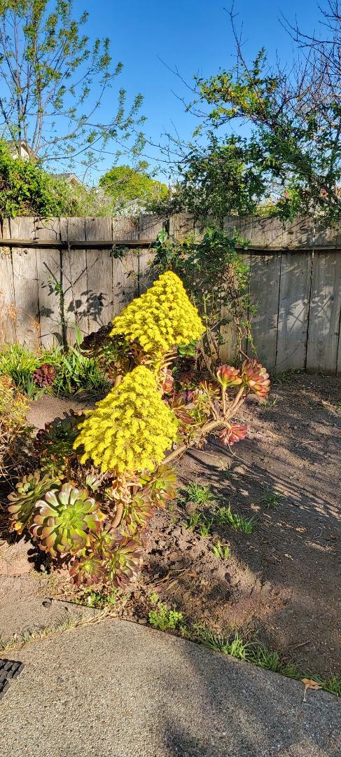 Detail Gallery Image 5 of 12 For 233 Van Ness Ave, Santa Cruz,  CA 95060 - 4 Beds | 3 Baths