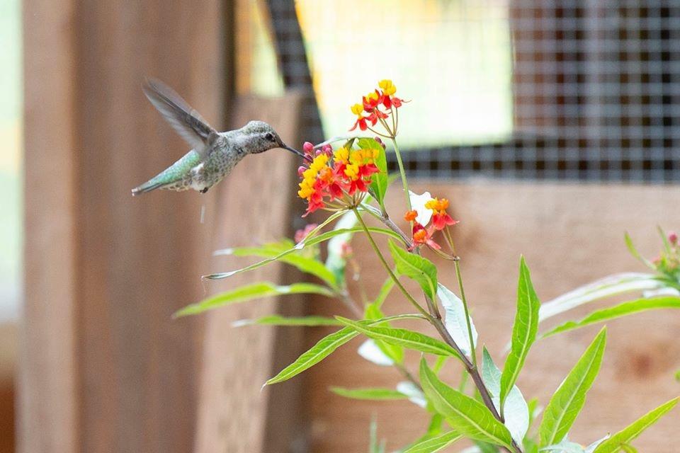 Detail Gallery Image 44 of 46 For 108 Santa Maria Ave, Portola Valley,  CA 94028 - 3 Beds | 2 Baths