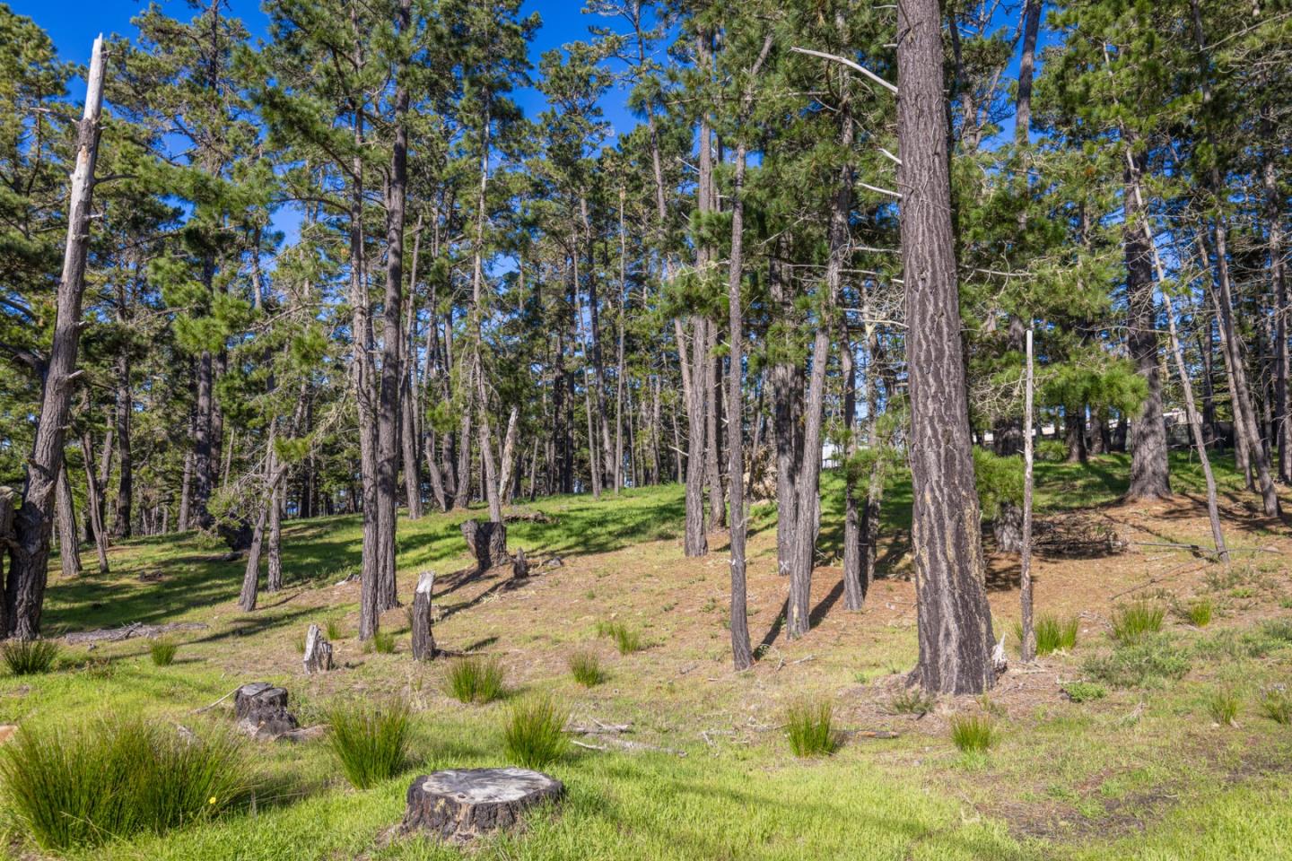 Detail Gallery Image 10 of 12 For 1401 Viscaino Rd, Pebble Beach,  CA 93953 - – Beds | – Baths