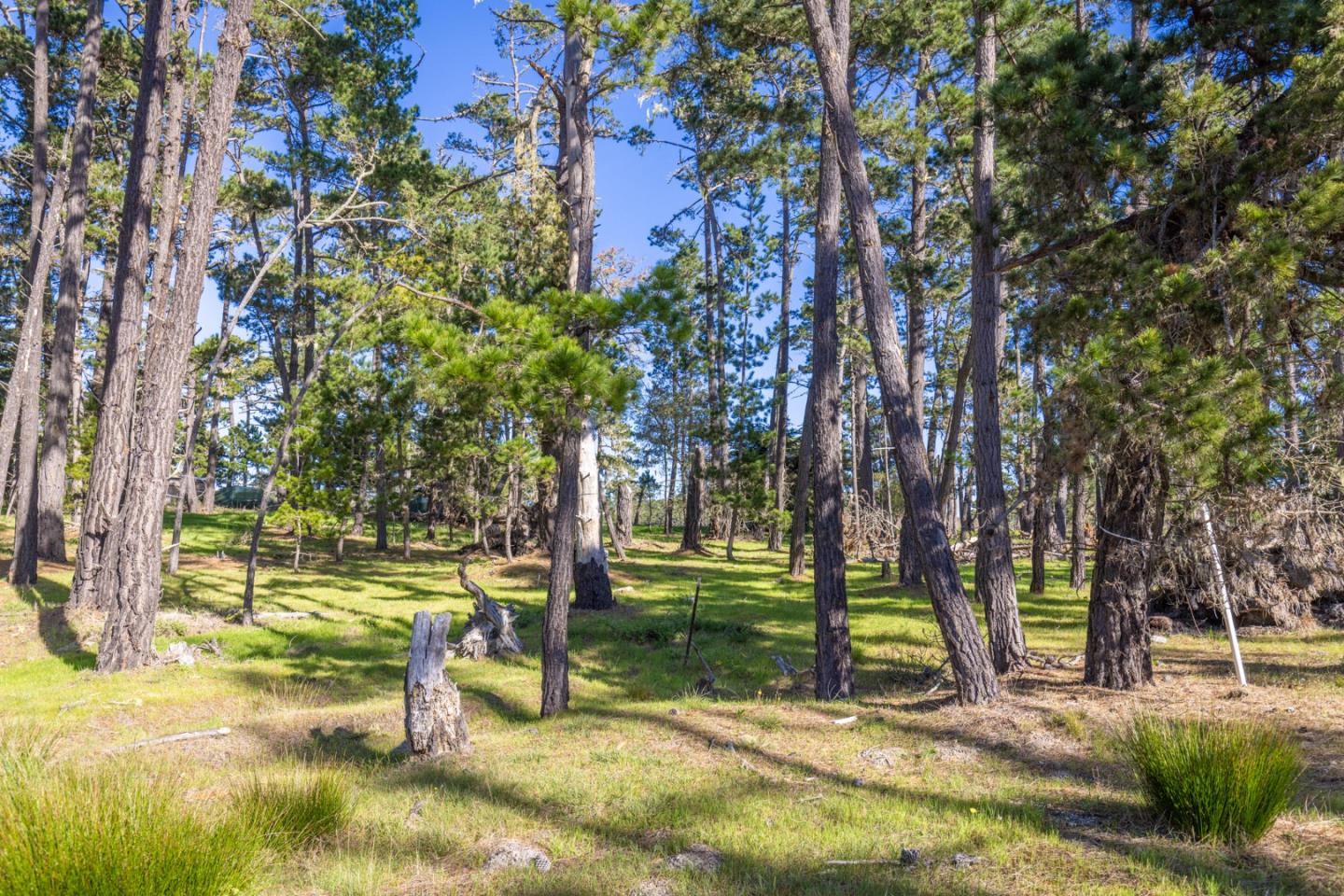 Detail Gallery Image 6 of 10 For 1407 Viscaino Rd, Pebble Beach,  CA 93953 - – Beds | – Baths