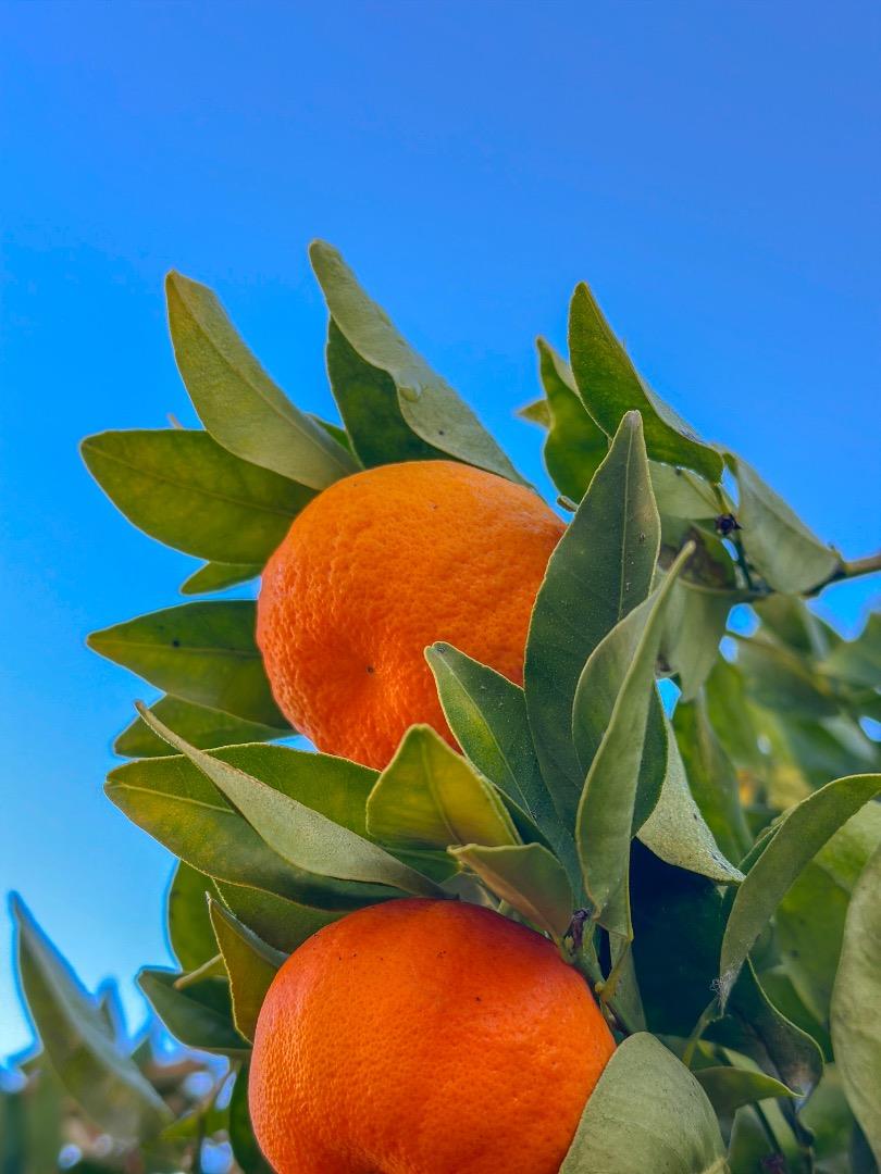 Detail Gallery Image 24 of 33 For 642 14th Ave, Menlo Park,  CA 94025 - 2 Beds | 1/1 Baths