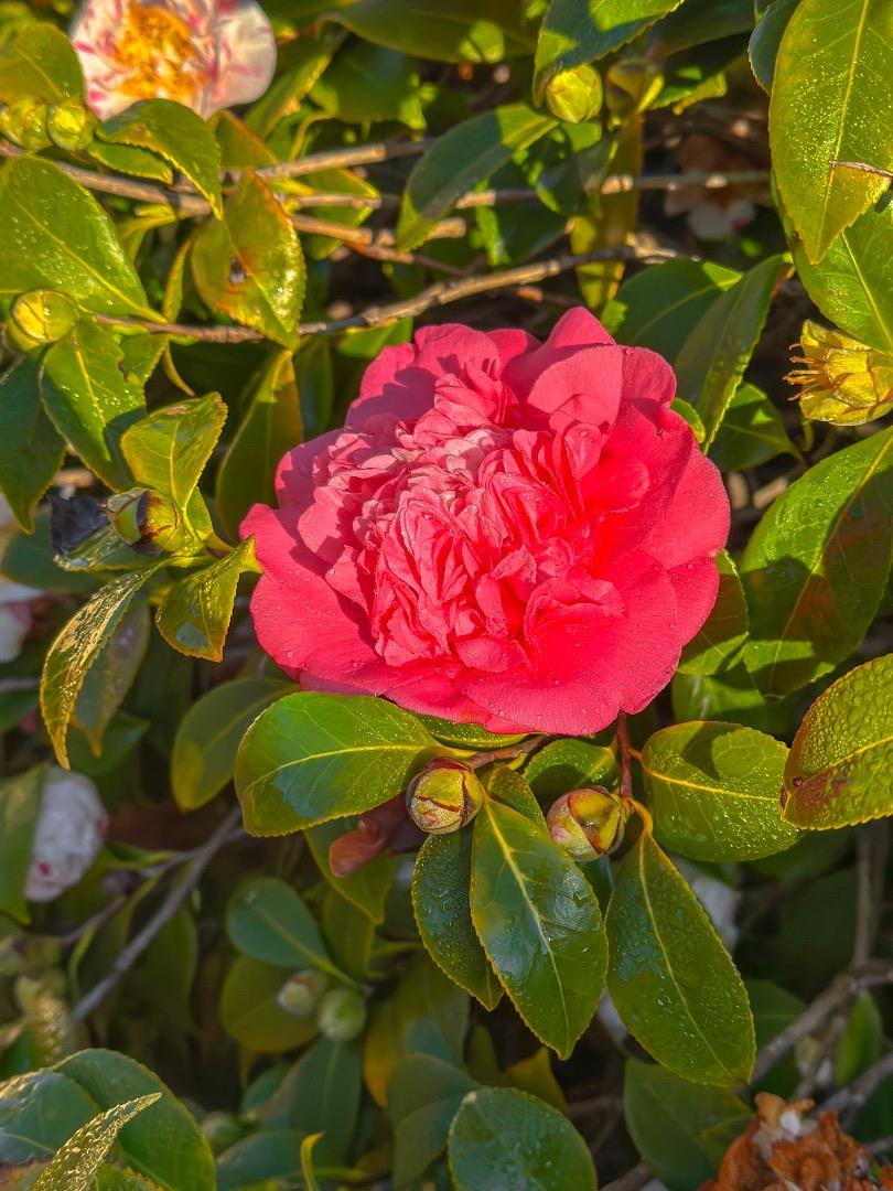 Detail Gallery Image 30 of 33 For 642 14th Ave, Menlo Park,  CA 94025 - 2 Beds | 1/1 Baths