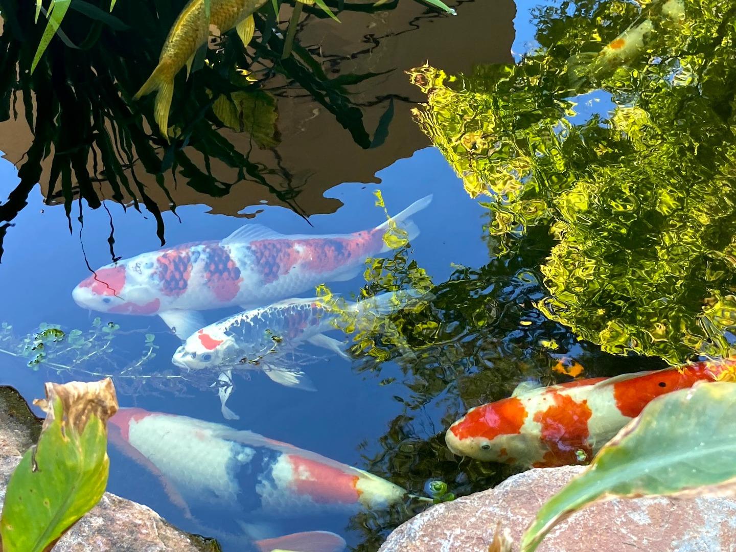 Detail Gallery Image 50 of 61 For 1516 Ivan Pl, San Jose,  CA 95120 - 3 Beds | 2 Baths