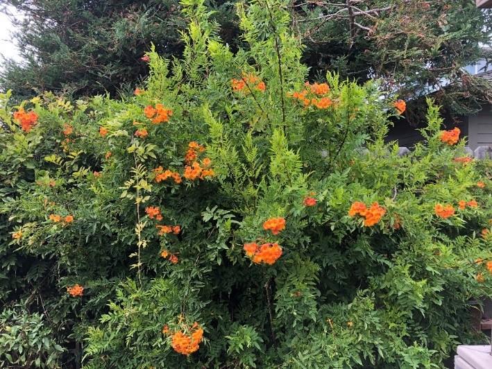 Detail Gallery Image 23 of 28 For 306 Crocker Ave, Pacific Grove,  CA 93950 - 3 Beds | 2 Baths