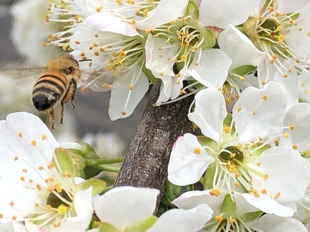 Detail Gallery Image 24 of 28 For 306 Crocker Ave, Pacific Grove,  CA 93950 - 3 Beds | 2 Baths