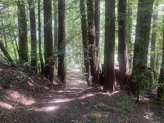 Detail Gallery Image 18 of 21 For 17000 Bear Creek Rd, Boulder Creek,  CA 95006 - – Beds | – Baths