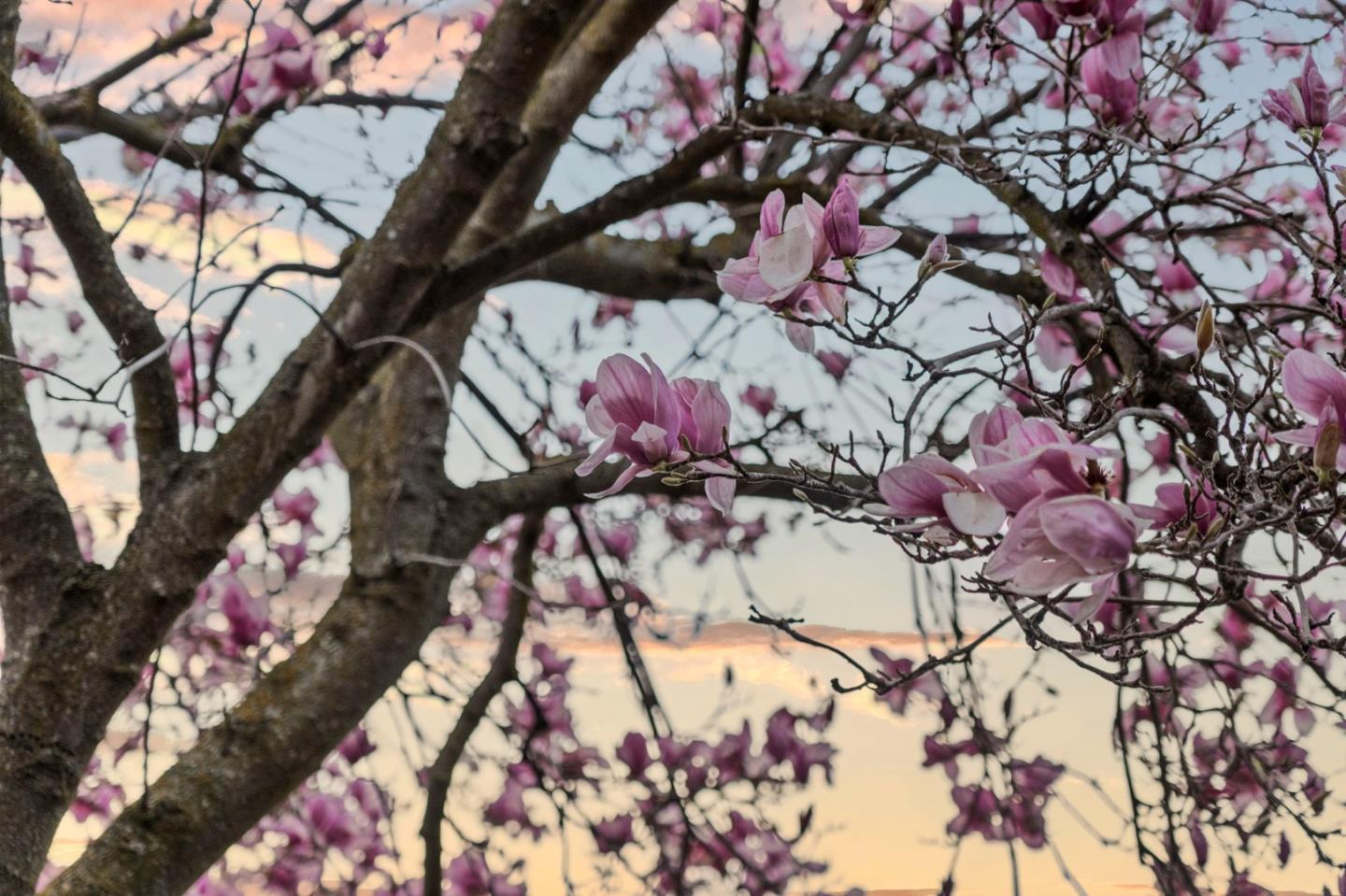 Detail Gallery Image 50 of 66 For 72 Amorok Way, Fremont,  CA 94539 - 5 Beds | 2/1 Baths