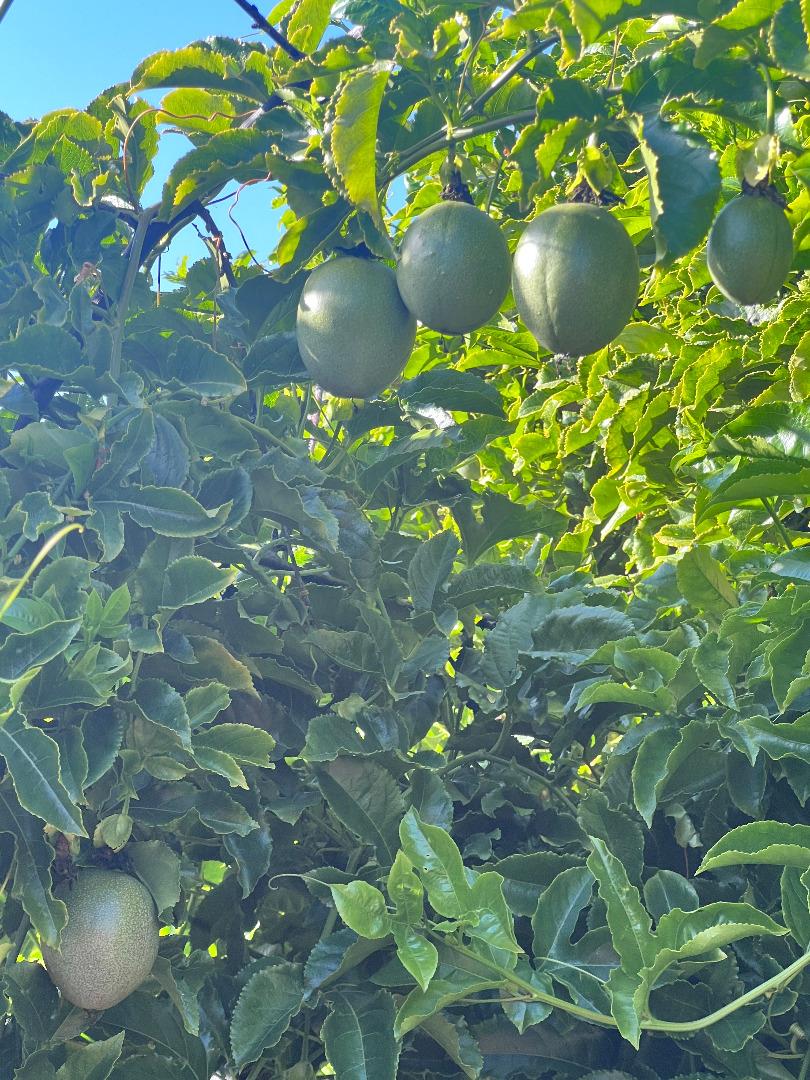 Detail Gallery Image 22 of 24 For 1874 Villa St, Mountain View,  CA 94041 - 7 Beds | 2/5 Baths