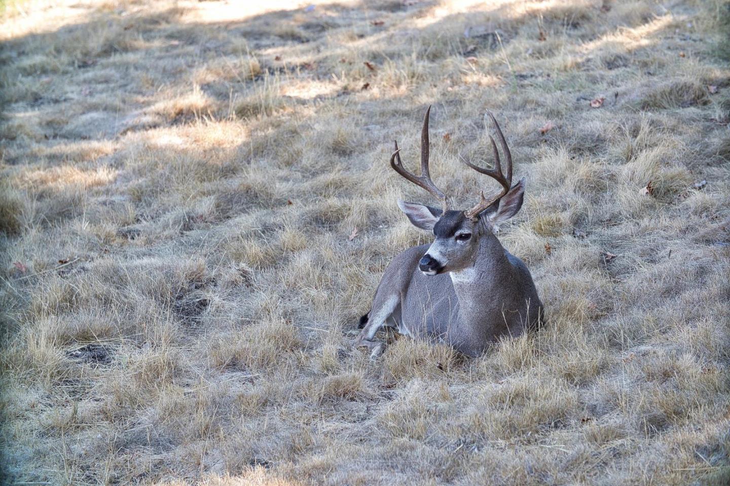 Photo #5: ML82034663 Listing: Photo #5