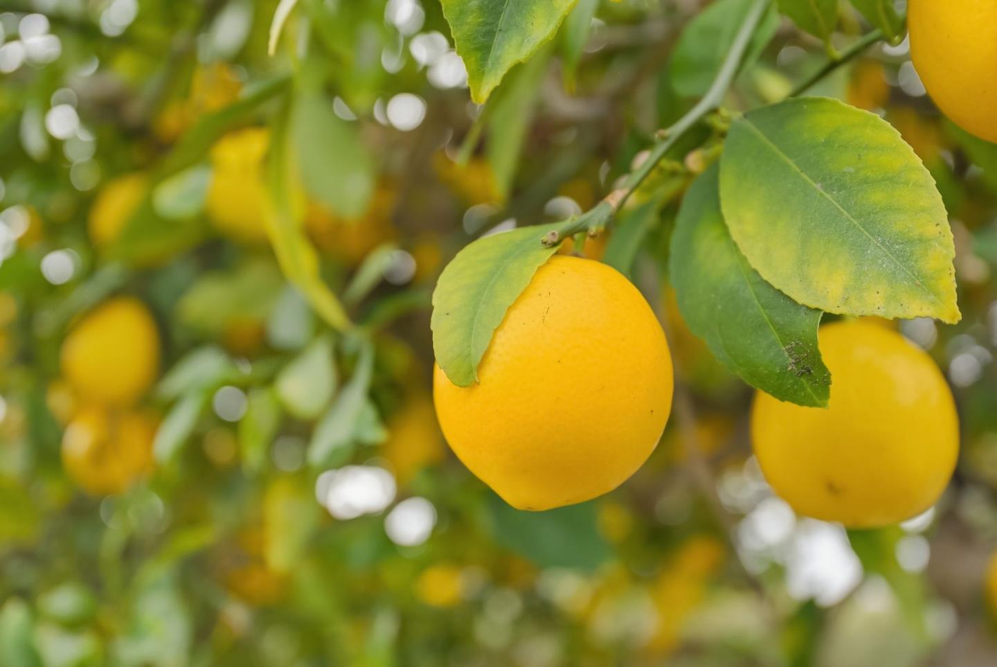 Detail Gallery Image 35 of 54 For 2025 Yorkshire Way, Mountain View,  CA 94040 - 3 Beds | 1 Baths