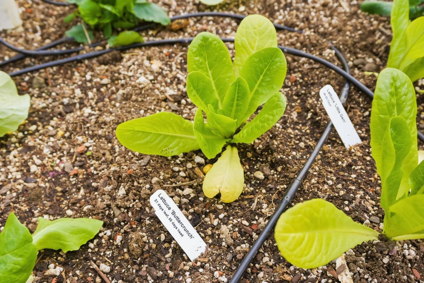 Detail Gallery Image 42 of 54 For 2025 Yorkshire Way, Mountain View,  CA 94040 - 3 Beds | 1 Baths