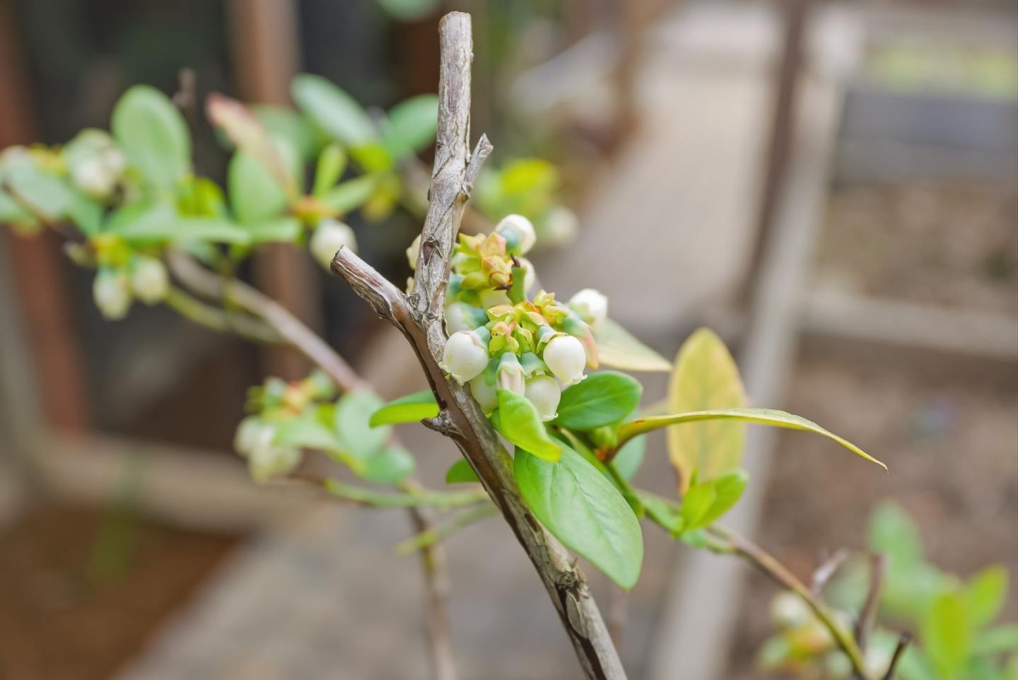 Detail Gallery Image 44 of 54 For 2025 Yorkshire Way, Mountain View,  CA 94040 - 3 Beds | 1 Baths