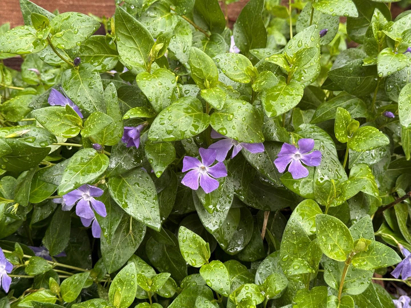 Detail Gallery Image 36 of 38 For 1544 Saguaro Dr, Salinas,  CA 93905 - 4 Beds | 2/1 Baths