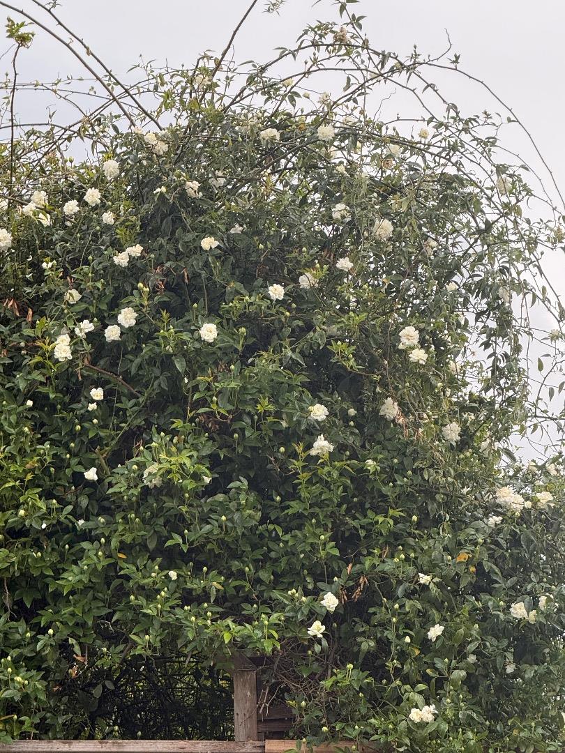 Detail Gallery Image 37 of 38 For 1544 Saguaro Dr, Salinas,  CA 93905 - 4 Beds | 2/1 Baths