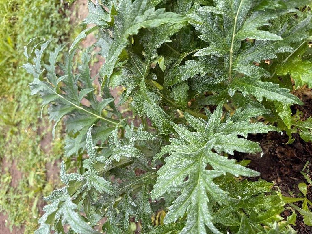 Detail Gallery Image 38 of 38 For 1544 Saguaro Dr, Salinas,  CA 93905 - 4 Beds | 2/1 Baths