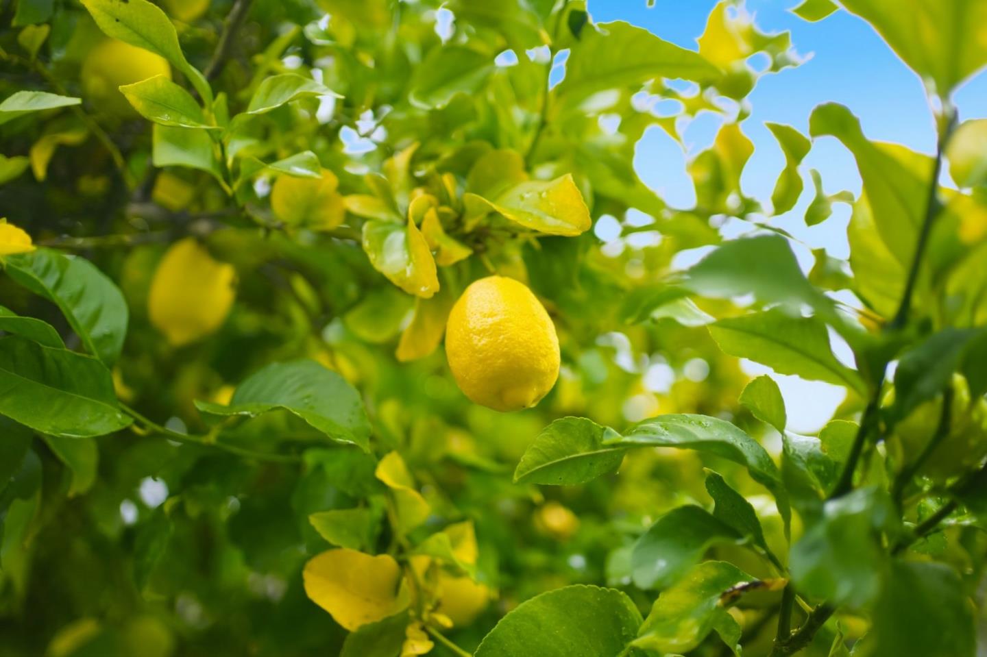 Detail Gallery Image 28 of 46 For 847 San Luppe Dr, Mountain View,  CA 94043 - 3 Beds | 2 Baths