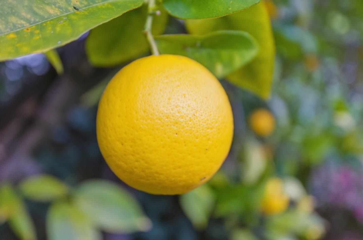 Detail Gallery Image 32 of 33 For 2024 Eaton Ave, San Carlos,  CA 94070 - 3 Beds | 2 Baths