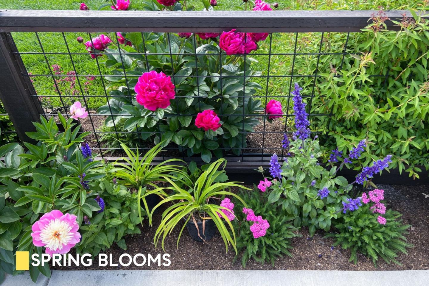 Detail Gallery Image 26 of 40 For 380 San Carlos Ave, Redwood City,  CA 94061 - 3 Beds | 2 Baths