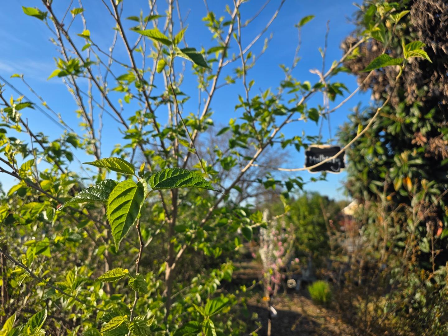 Detail Gallery Image 31 of 52 For 14200 Sycamore Ave, San Martin,  CA 95046 - 2 Beds | 1/1 Baths