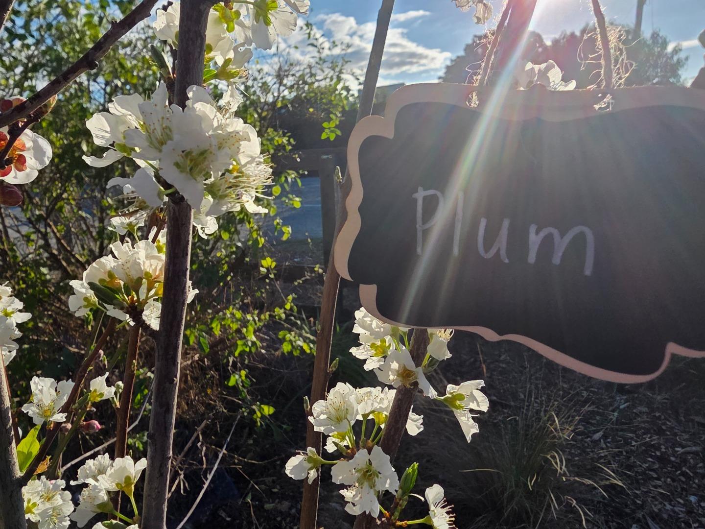 Detail Gallery Image 32 of 52 For 14200 Sycamore Ave, San Martin,  CA 95046 - 2 Beds | 1/1 Baths