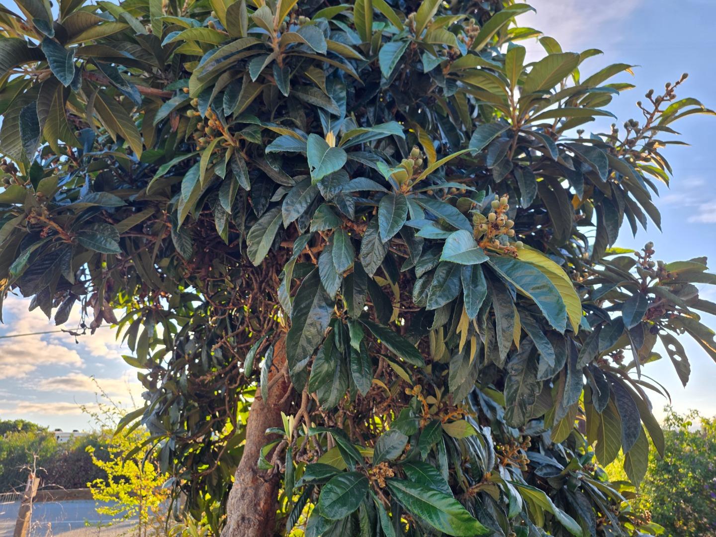 Detail Gallery Image 34 of 52 For 14200 Sycamore Ave, San Martin,  CA 95046 - 2 Beds | 1/1 Baths