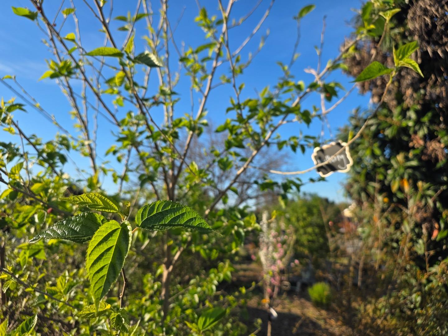 Detail Gallery Image 36 of 52 For 14200 Sycamore Ave, San Martin,  CA 95046 - 2 Beds | 1/1 Baths