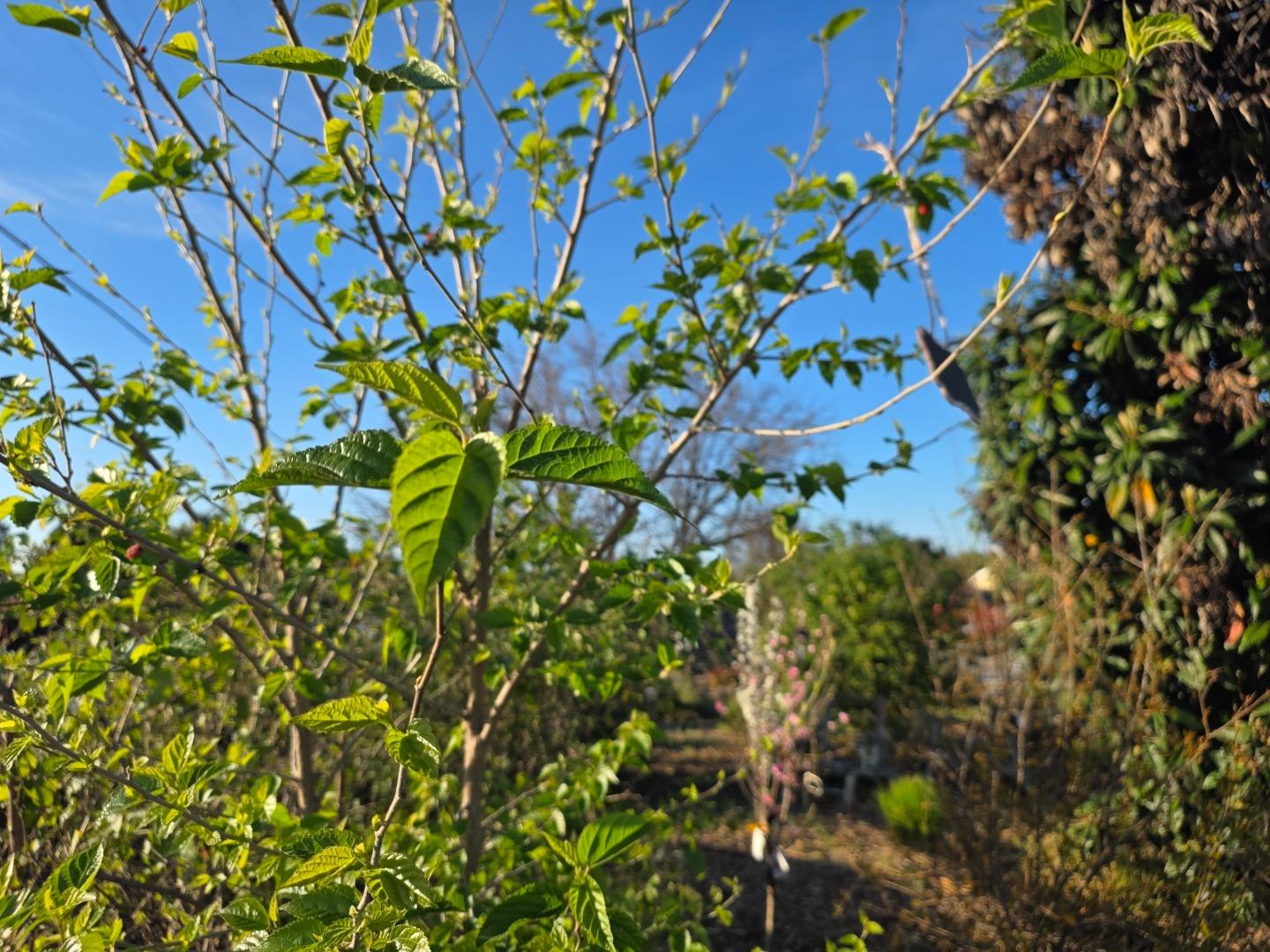 Detail Gallery Image 39 of 52 For 14200 Sycamore Ave, San Martin,  CA 95046 - 2 Beds | 1/1 Baths