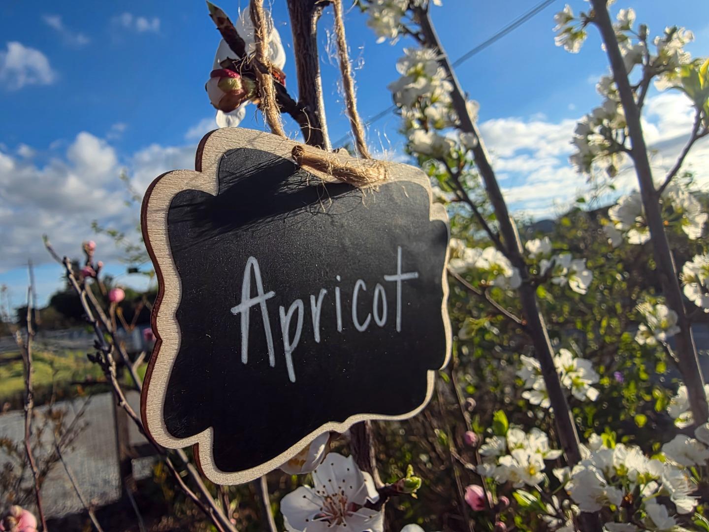 Detail Gallery Image 42 of 52 For 14200 Sycamore Ave, San Martin,  CA 95046 - 2 Beds | 1/1 Baths