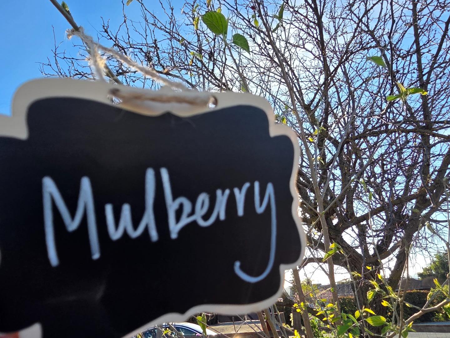 Detail Gallery Image 44 of 52 For 14200 Sycamore Ave, San Martin,  CA 95046 - 2 Beds | 1/1 Baths