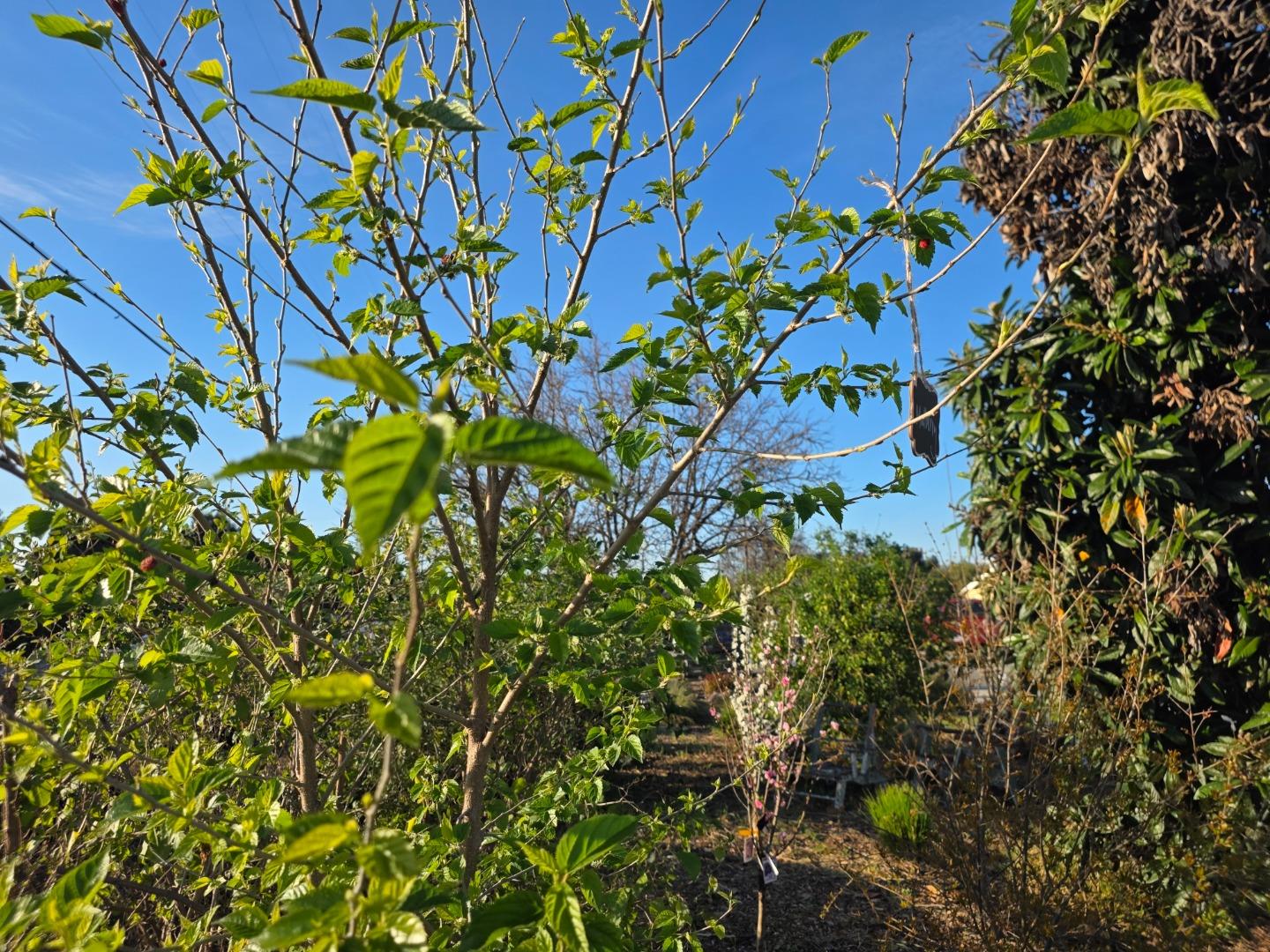 Detail Gallery Image 47 of 52 For 14200 Sycamore Ave, San Martin,  CA 95046 - 2 Beds | 1/1 Baths